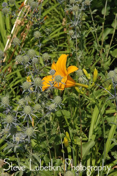 DSC_7594.JPG
